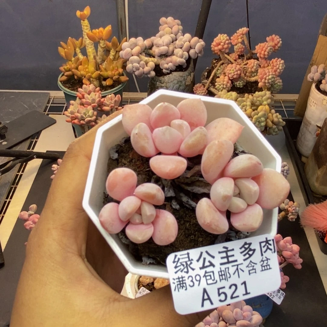 521粉桃花多肉5cm