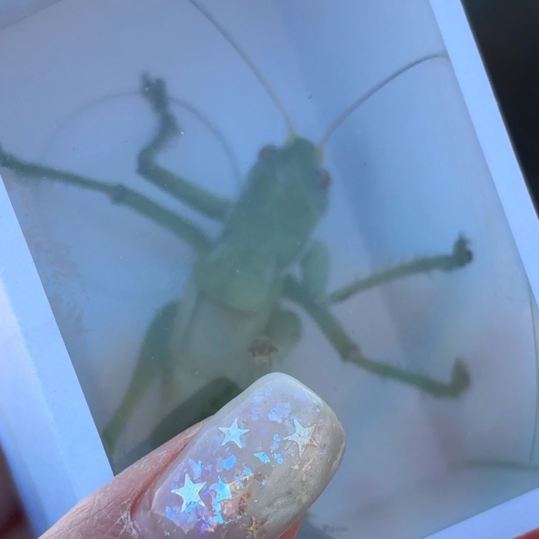 渿***蝈蝈蝈蝈福福价格