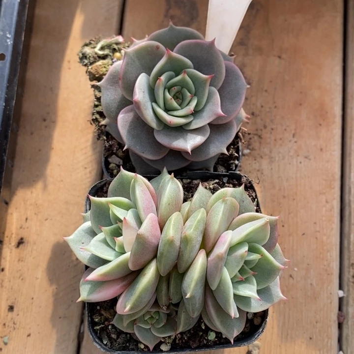 2颗福利178号直播