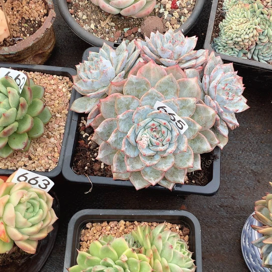 665蓝鸟 一物一拍多肉