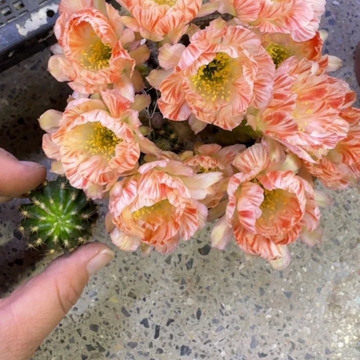 266丽花77歪无根侧牙3公分左右，20包邮