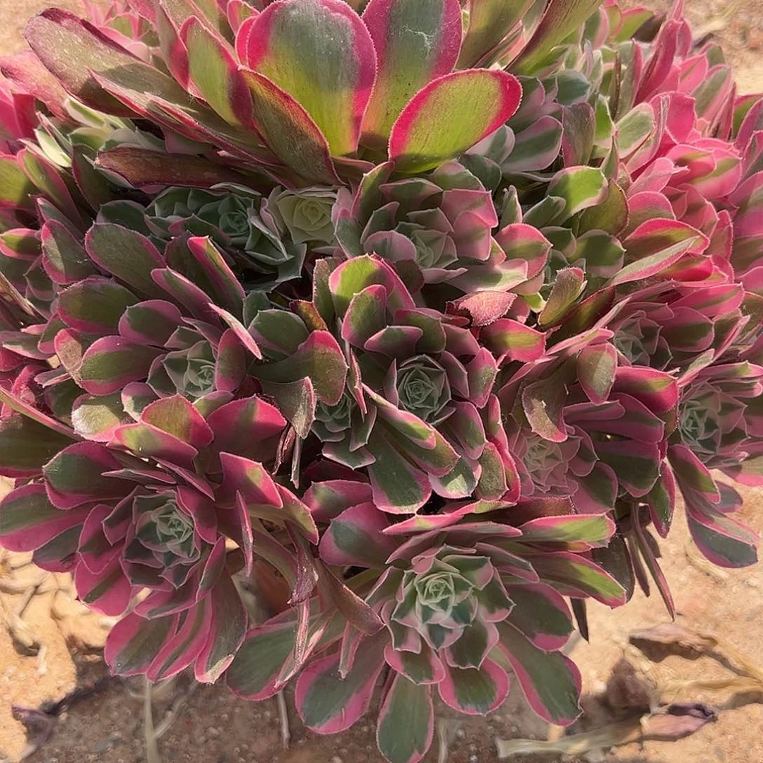 阳***55.28-27布加迪多肉植物