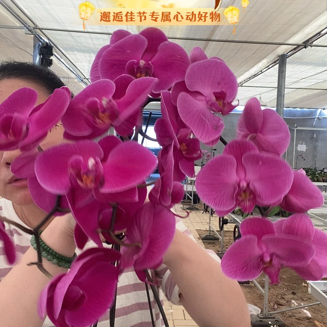完全开放紫粉花3棵组合不售后