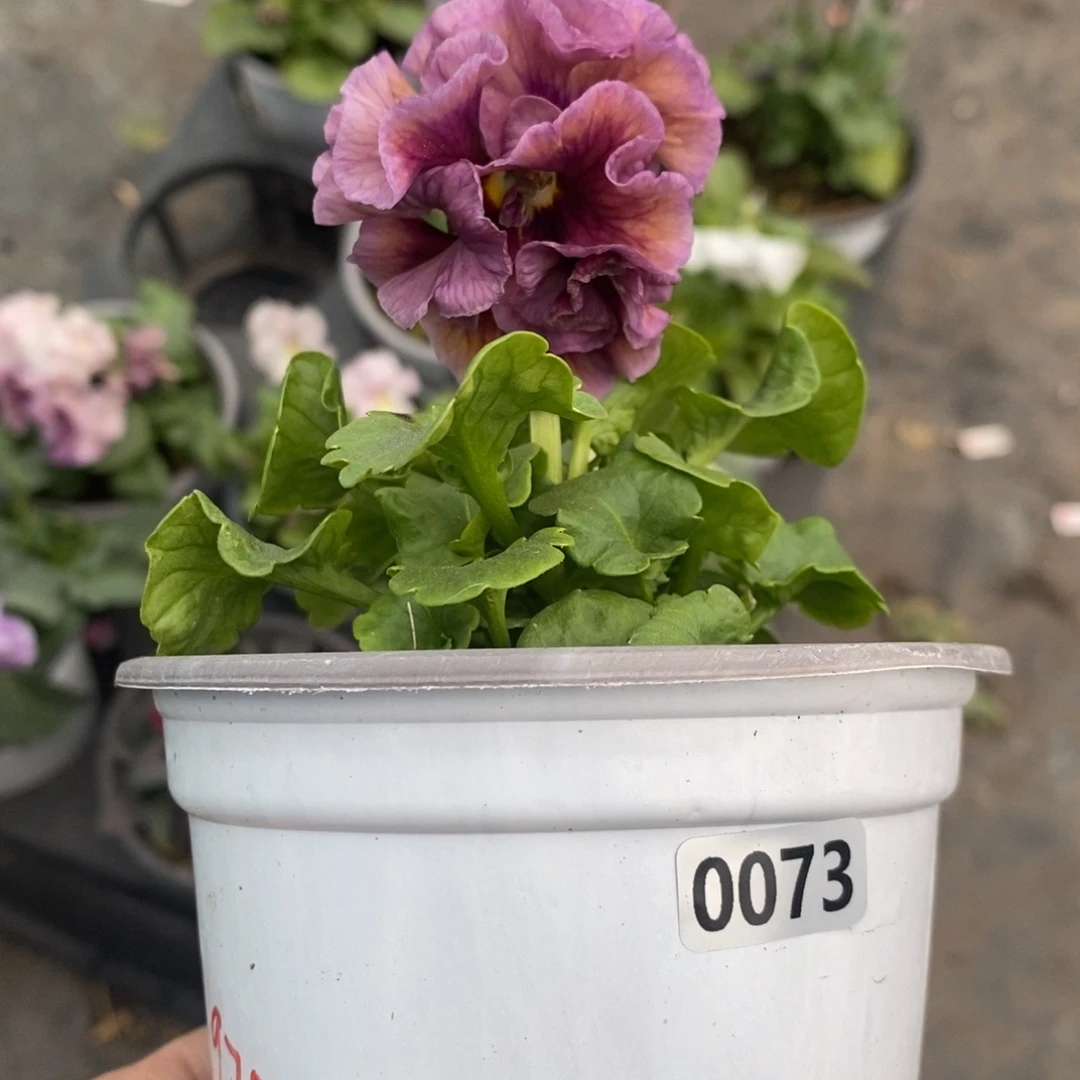 完全开放0073号不售后