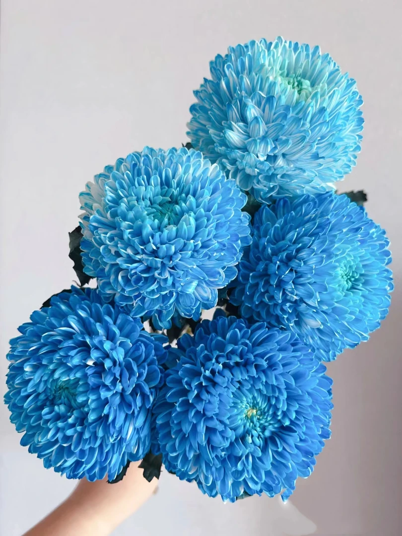 蓝色【富贵牡丹菊】人间富贵花 年宵花圆满浓情花期特别长