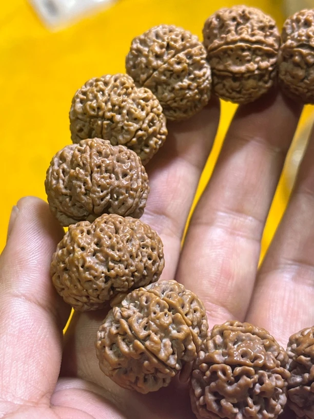 尼泊尔7瓣25大金刚菩提