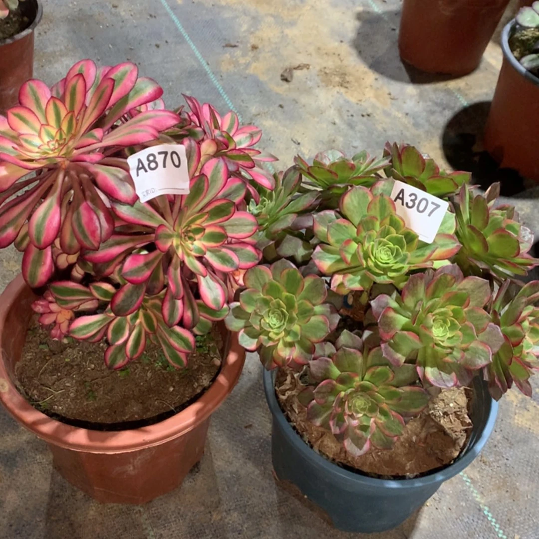 【闪购商品】870.307香奈儿，万黄锦