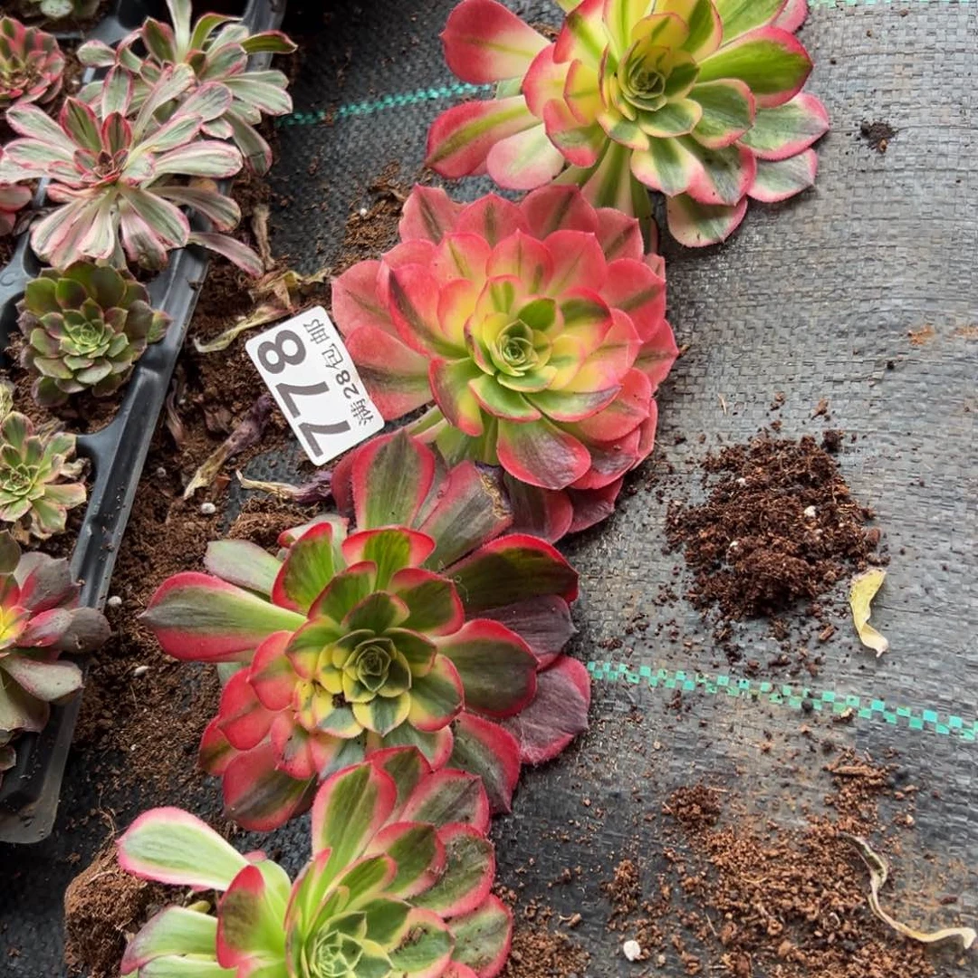 多肉植物778四颗单头