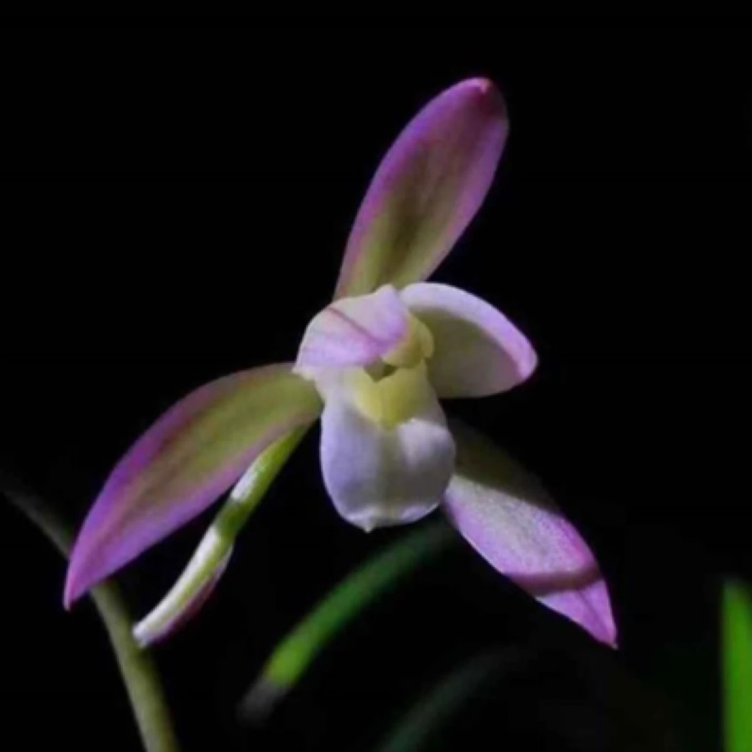 荷塘月色-建兰组培苗-硬化8个月-连体3苗-人工养殖