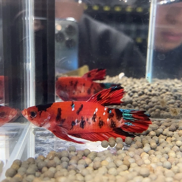 斗鱼黑178和巨丢将军