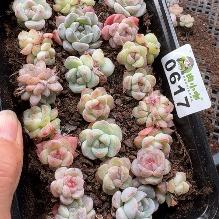 多肉植物多肉植物