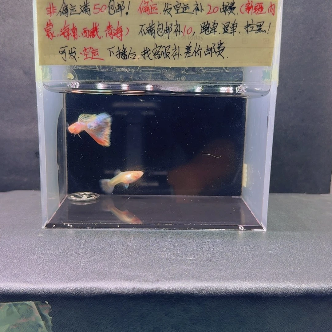 孔雀鱼炫彩极光一对
