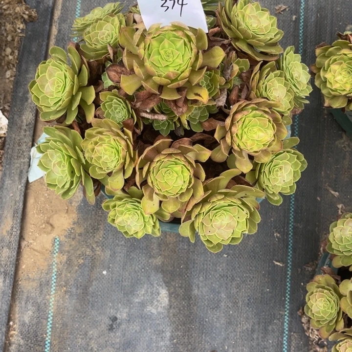 374多肉植物法师老庄