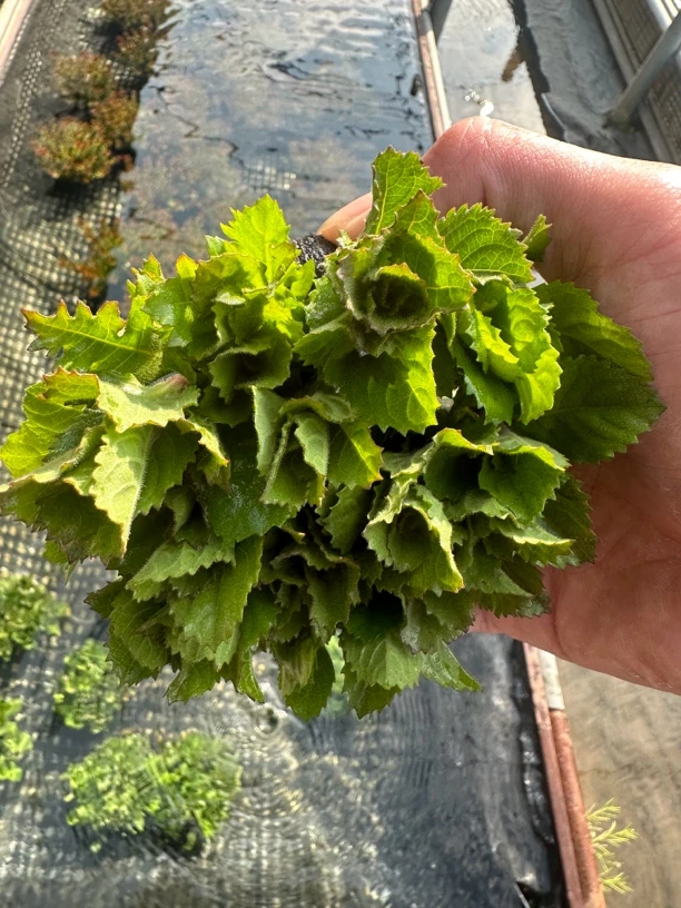 水罗兰 中后景水草 造景造氧