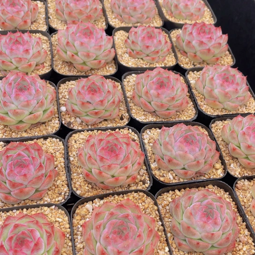 量拍65号 桃熏女王单头一个