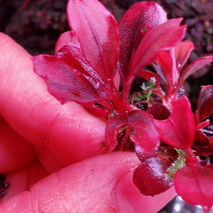 福利10号福利价植物一头