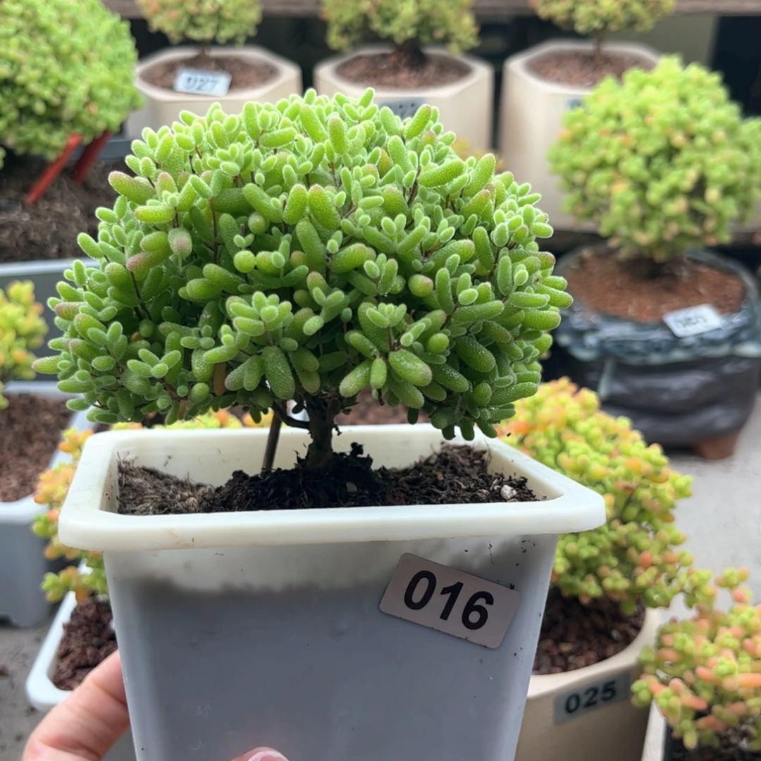 无花朵016蜜桔可爱多肉