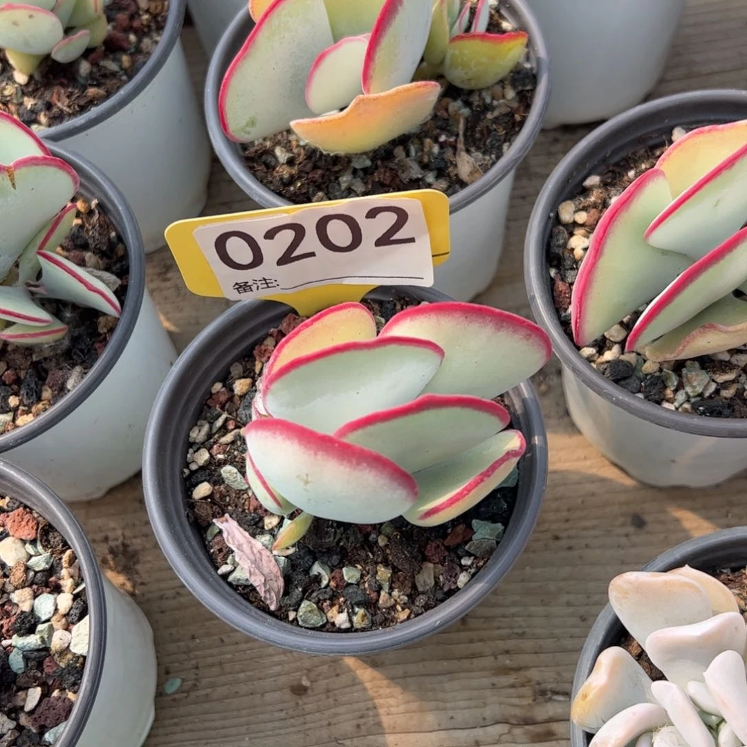 白眉小老桩多肉植物