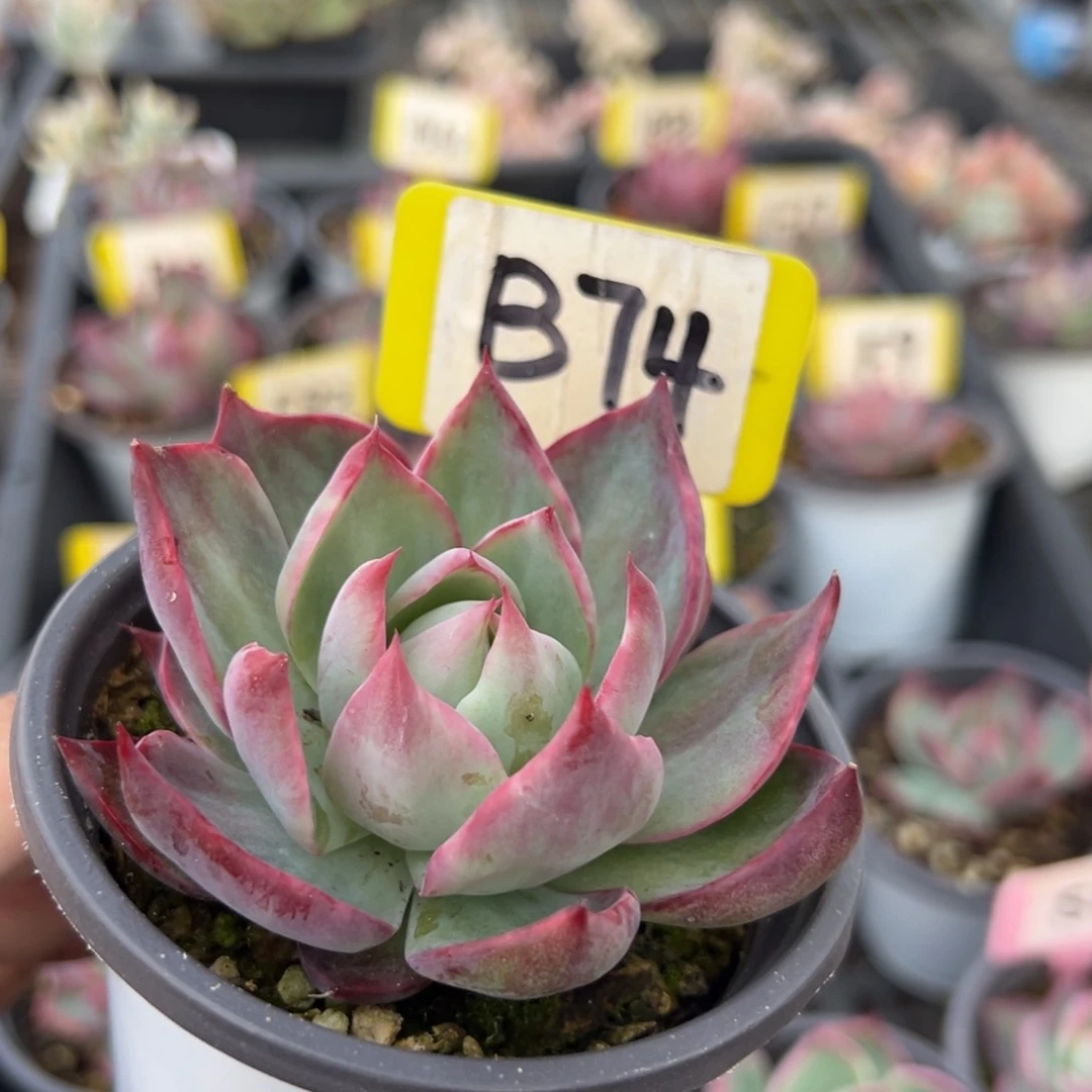 烏****GB74惊鸿多肉