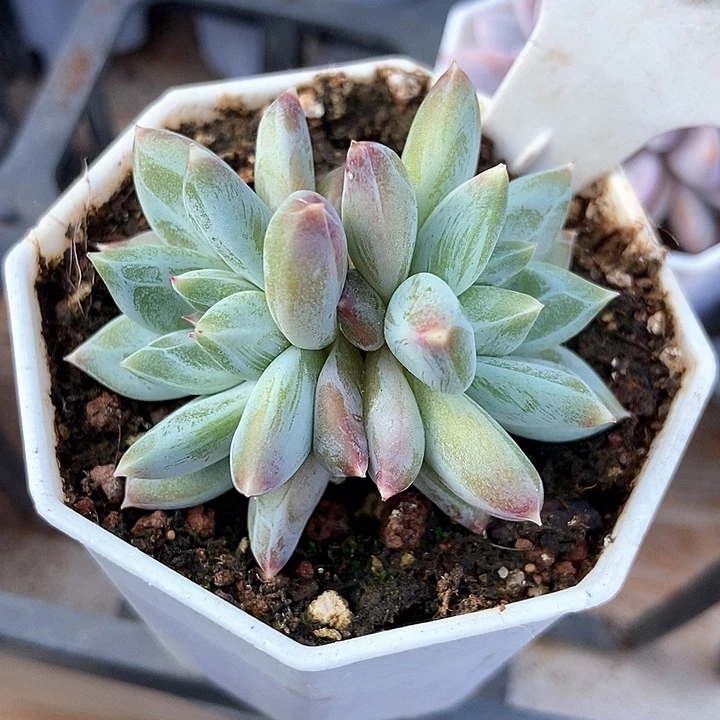 多肉植物伊丽莎白583