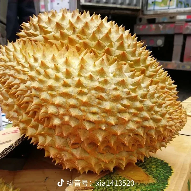 一拍一果金枕鲜榴莲4-10斤整果肉多核小金枕泰国金枕泰国