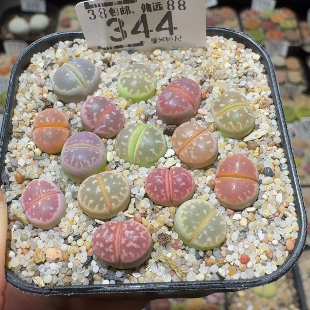 Ssssss精品生石花344