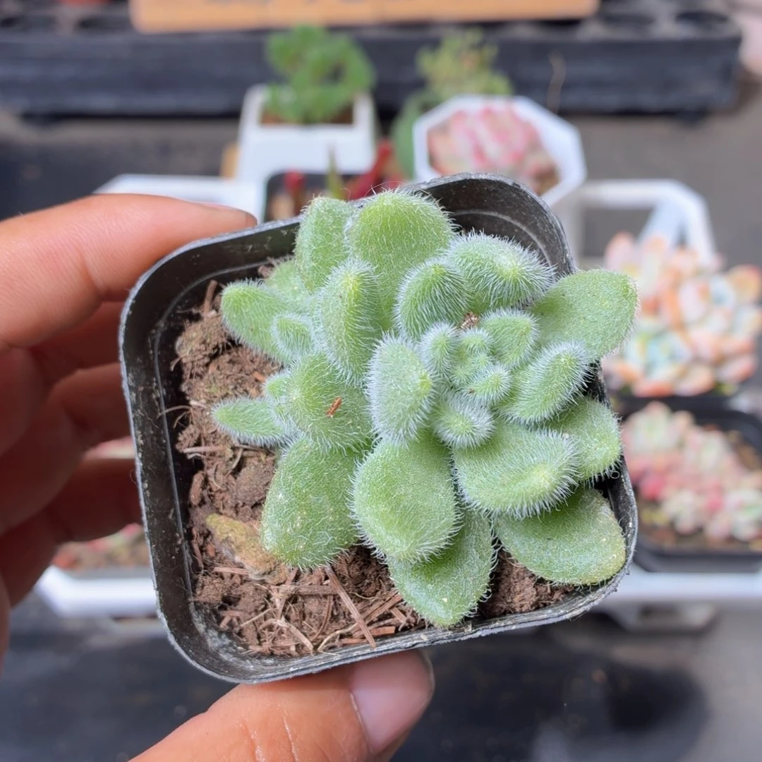 杏东尼多肉9.9包邮发货