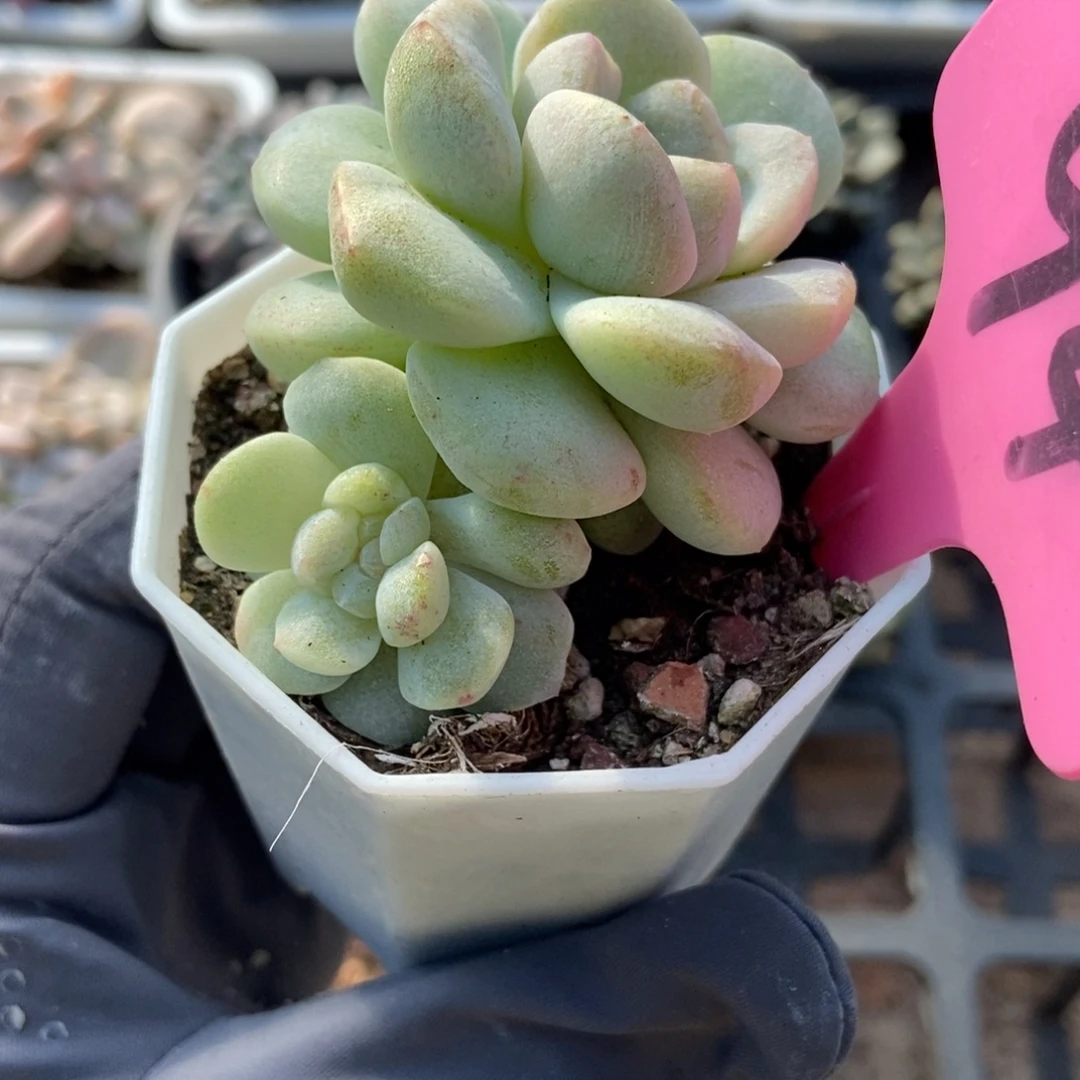 94冰玉石化多肉植物