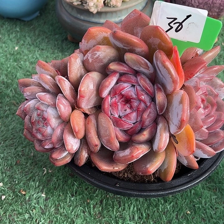 蓉***36石榴一个脱土多肉