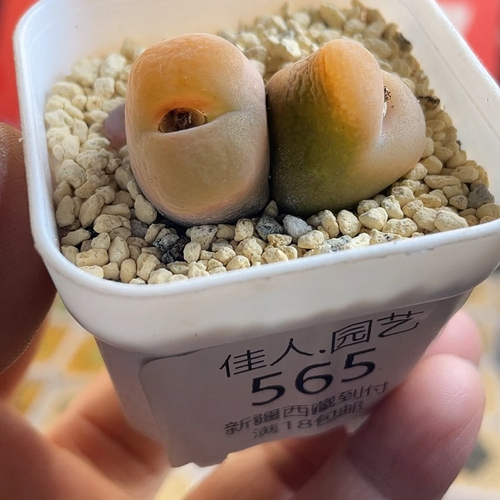 佳人园艺多肉生石花水蜜桃565