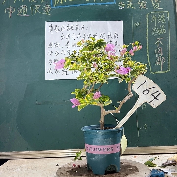当前无花栽培后可以开花金边浅紫小树头 164