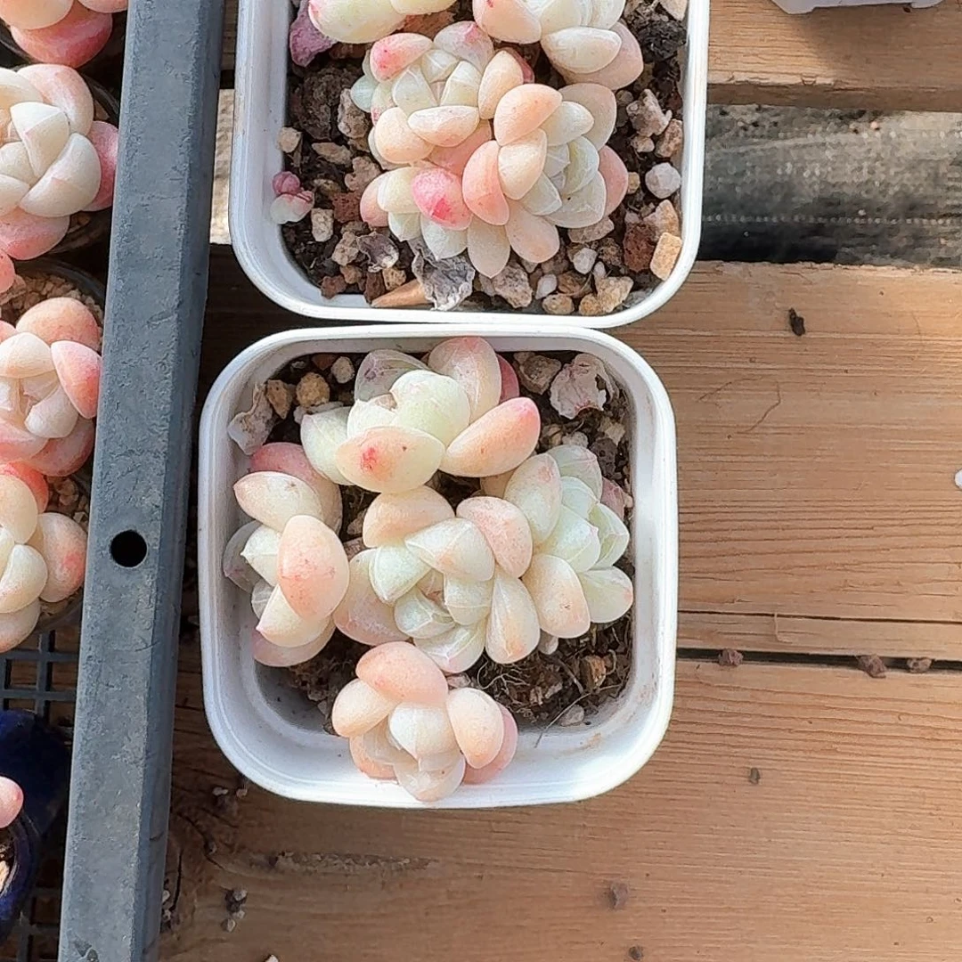 『****.多肉冰玉群生老桩两颗