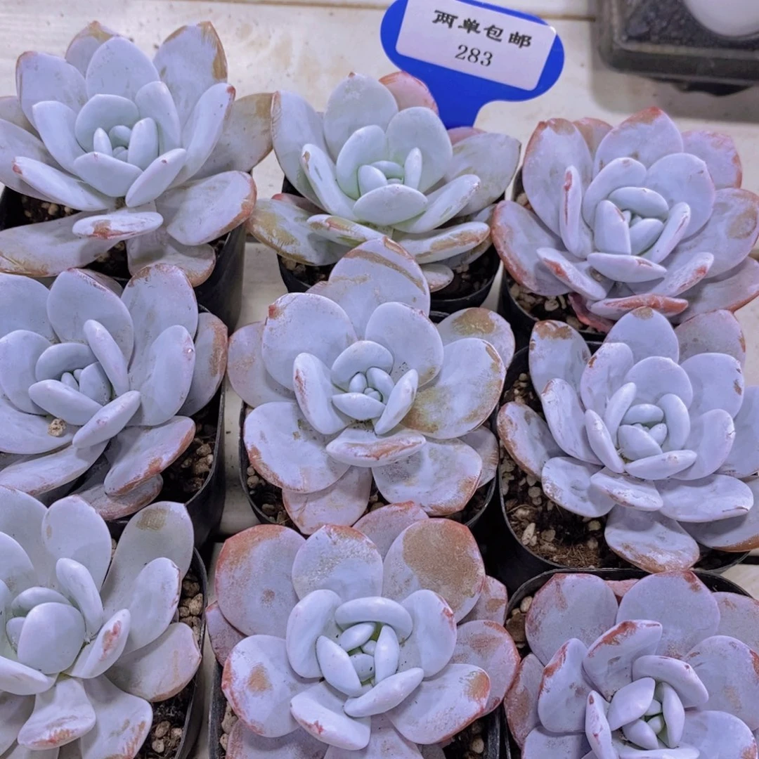 283-精品母本丸叶粉雪莲单头两个