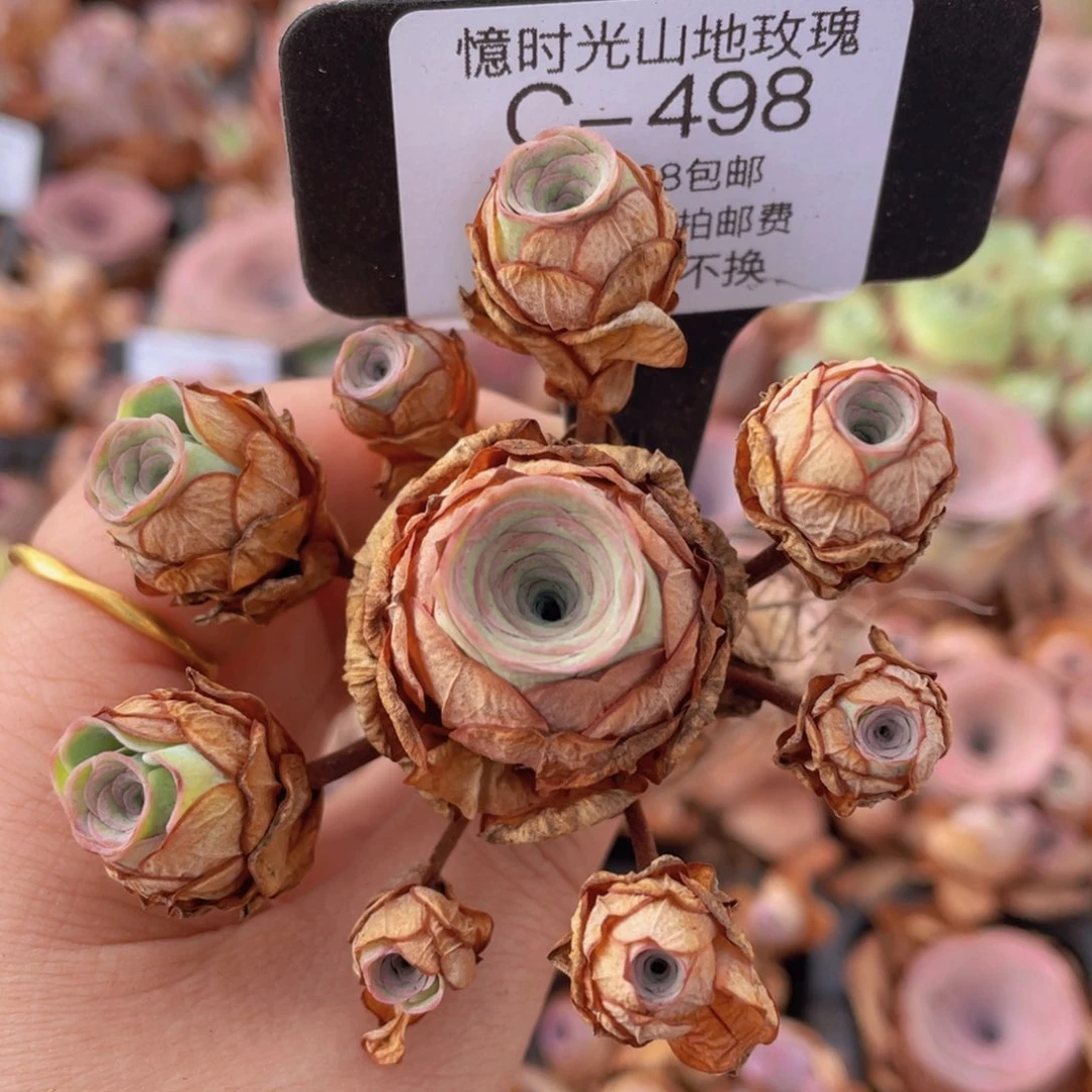 山地玫瑰C498裸根发货断枝不包损不售后