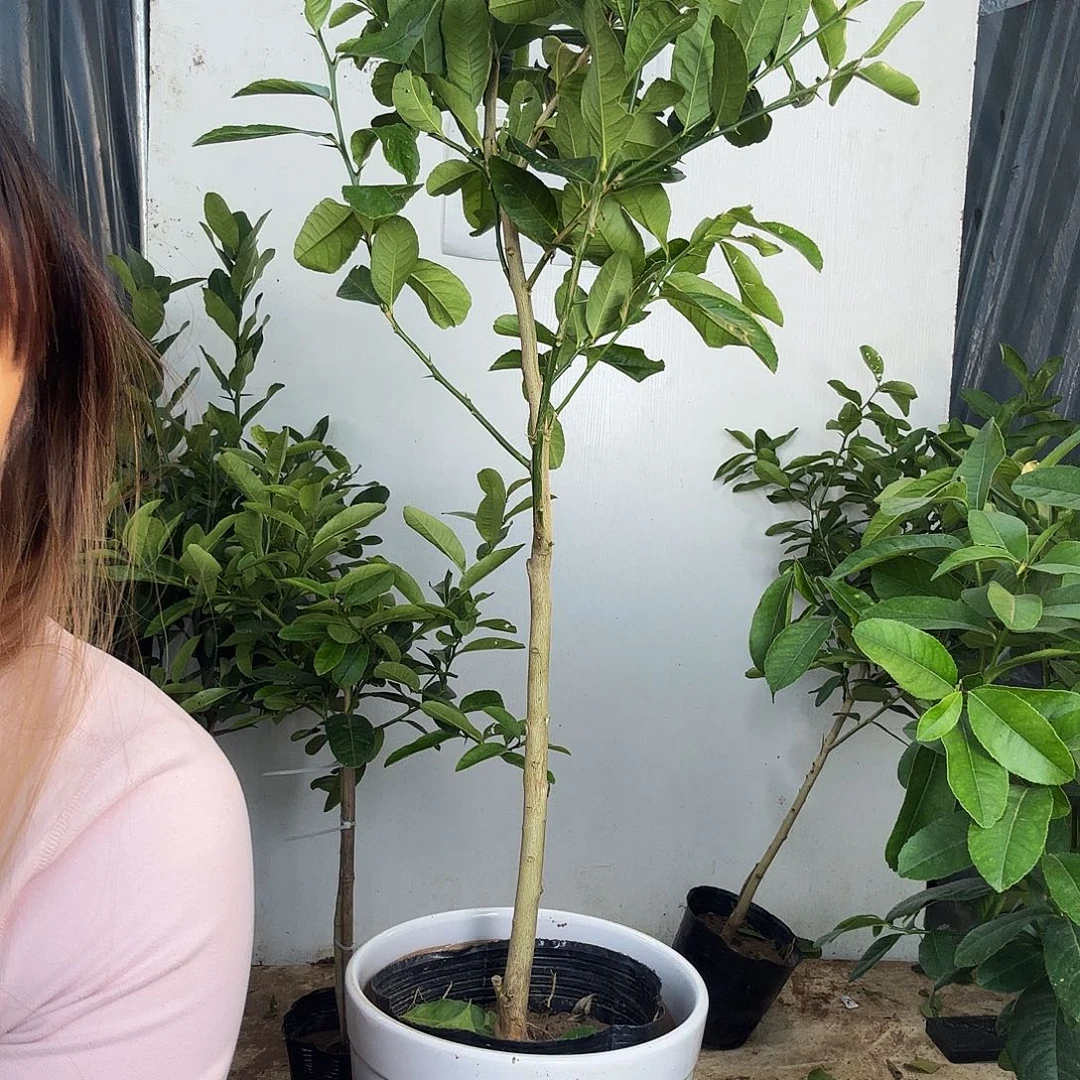 我***乐香水柠檬一物一拍