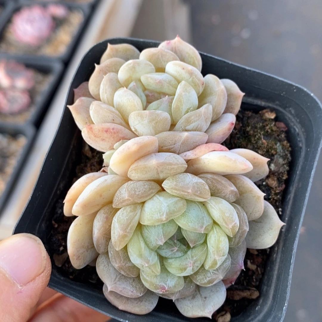 精品多肉一物一拍135