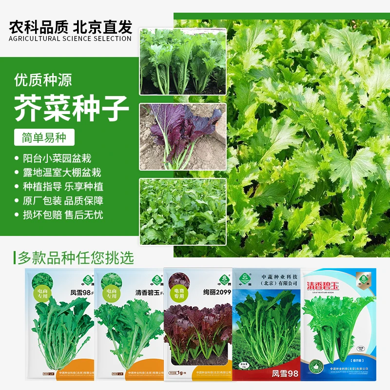 【农科院中蔬】芥菜种子蔬菜种子优质南北方种植