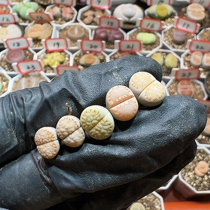 生石花233:：：。  62