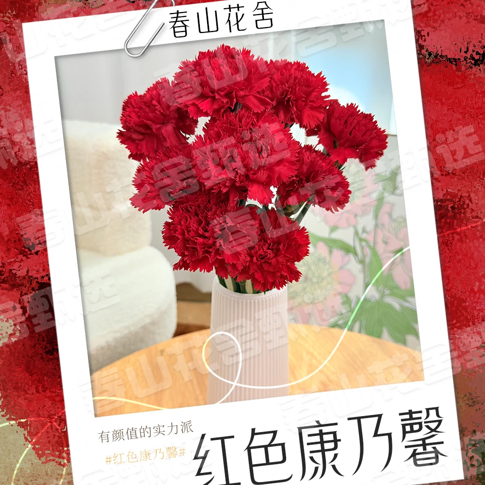 【红色康乃馨】 鲜切花水养花期长鲜切花礼物家养