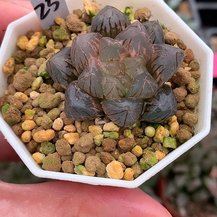25号龙爪玉露锦一物一拍