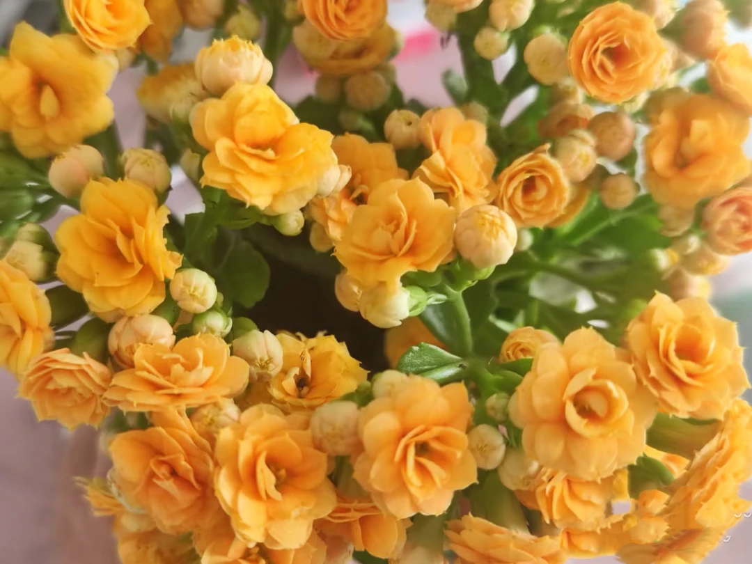 月光芝士120杯～长寿花重瓣带花苞室内盆栽开花好养