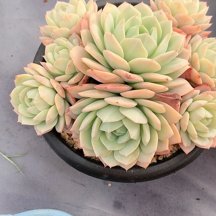 多肉植物一物一拍