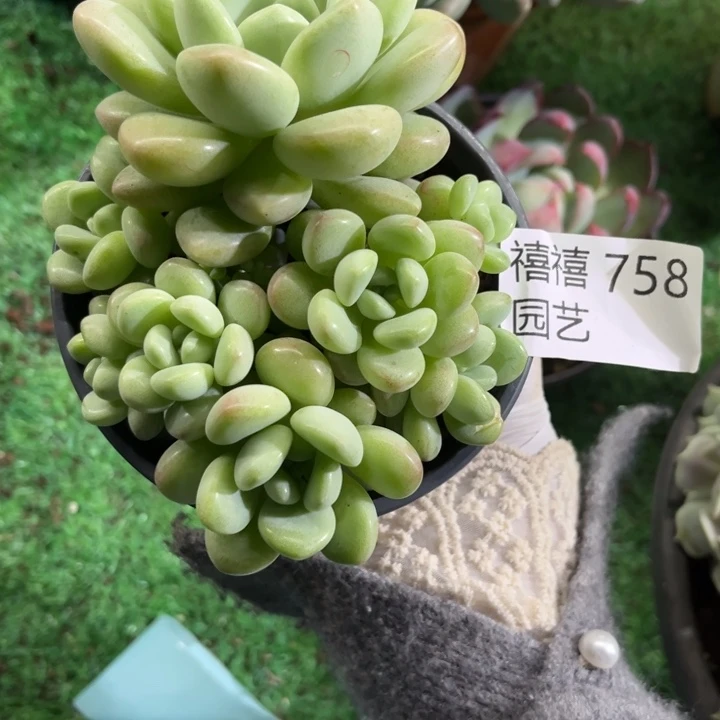 B***m758泡泡糖多肉植物