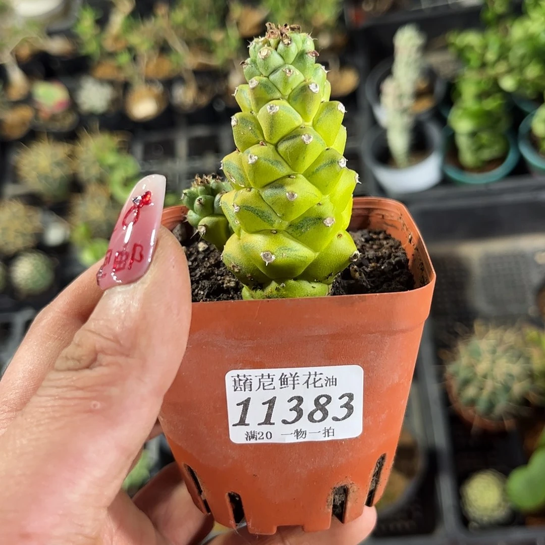 脉***女11383一物一拍单头发货