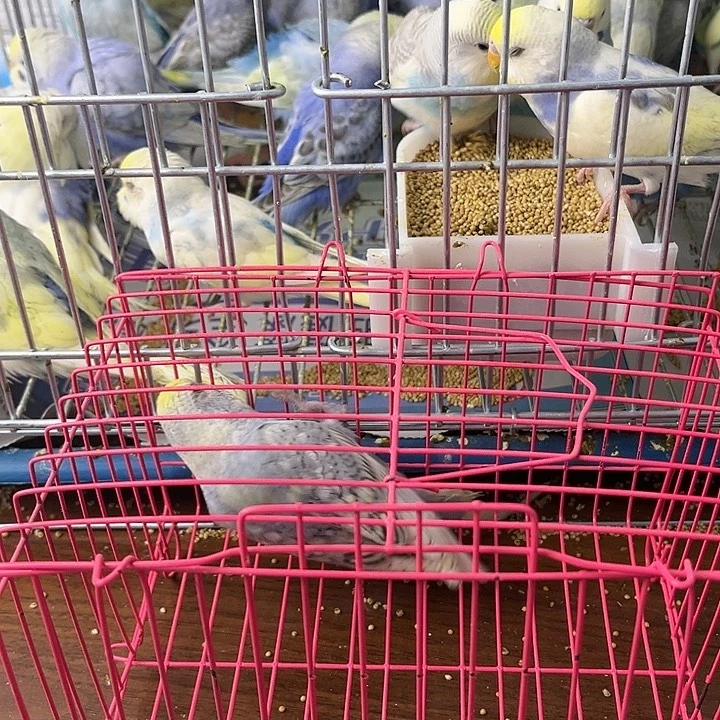 虎皮鹦鹉金彩鹦鹉