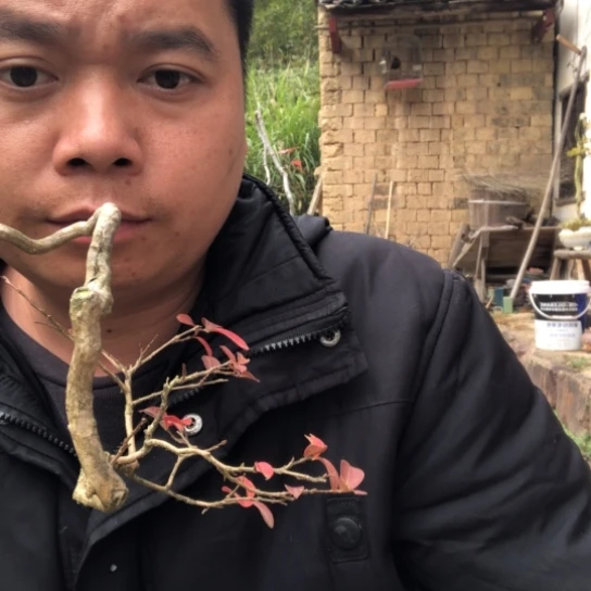 无花朵盆景盆栽（不退不换不包成活率）