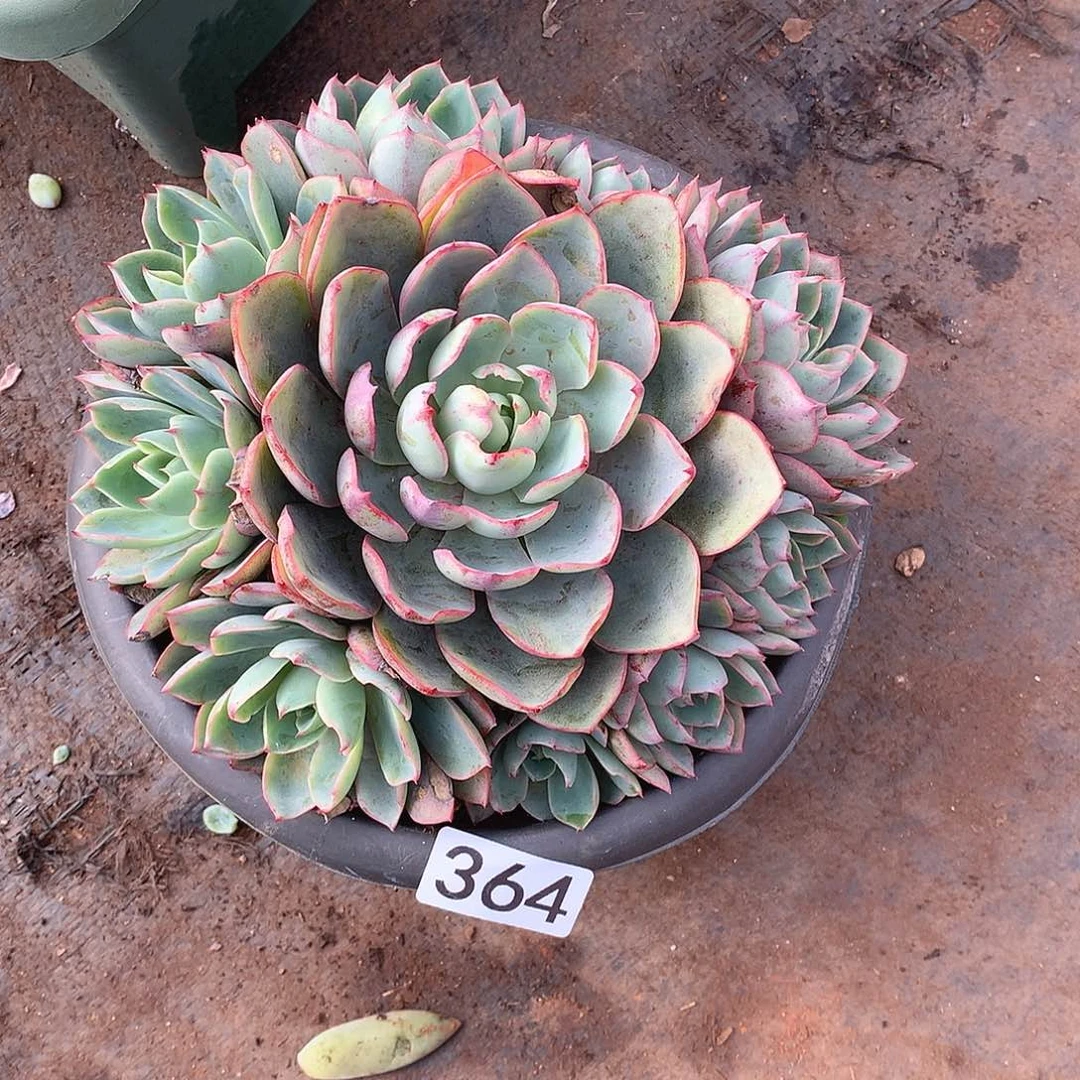 364赫拉 一物一拍多肉