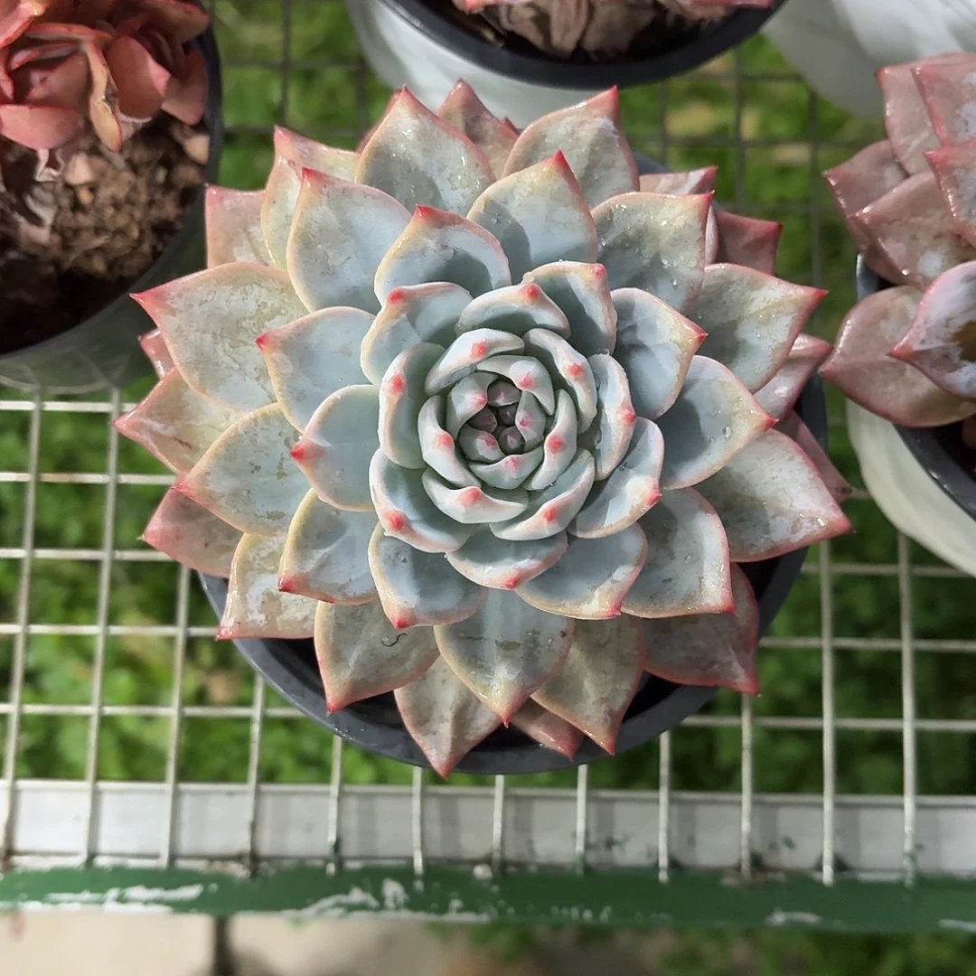 粉蓝鸟大单头12㎝盆参考