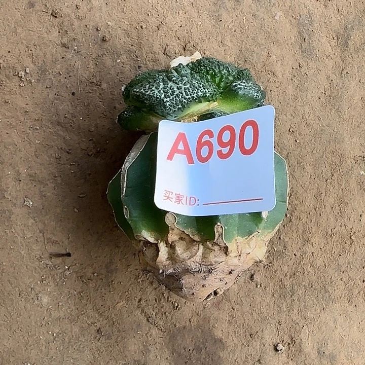 肆****无花朵嫁接哥斯拉690