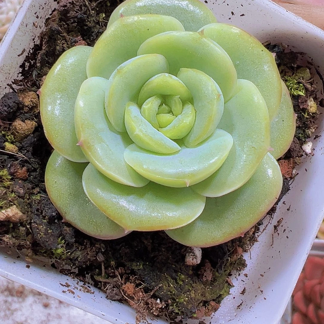 宝宝绿19包邮多肉植物